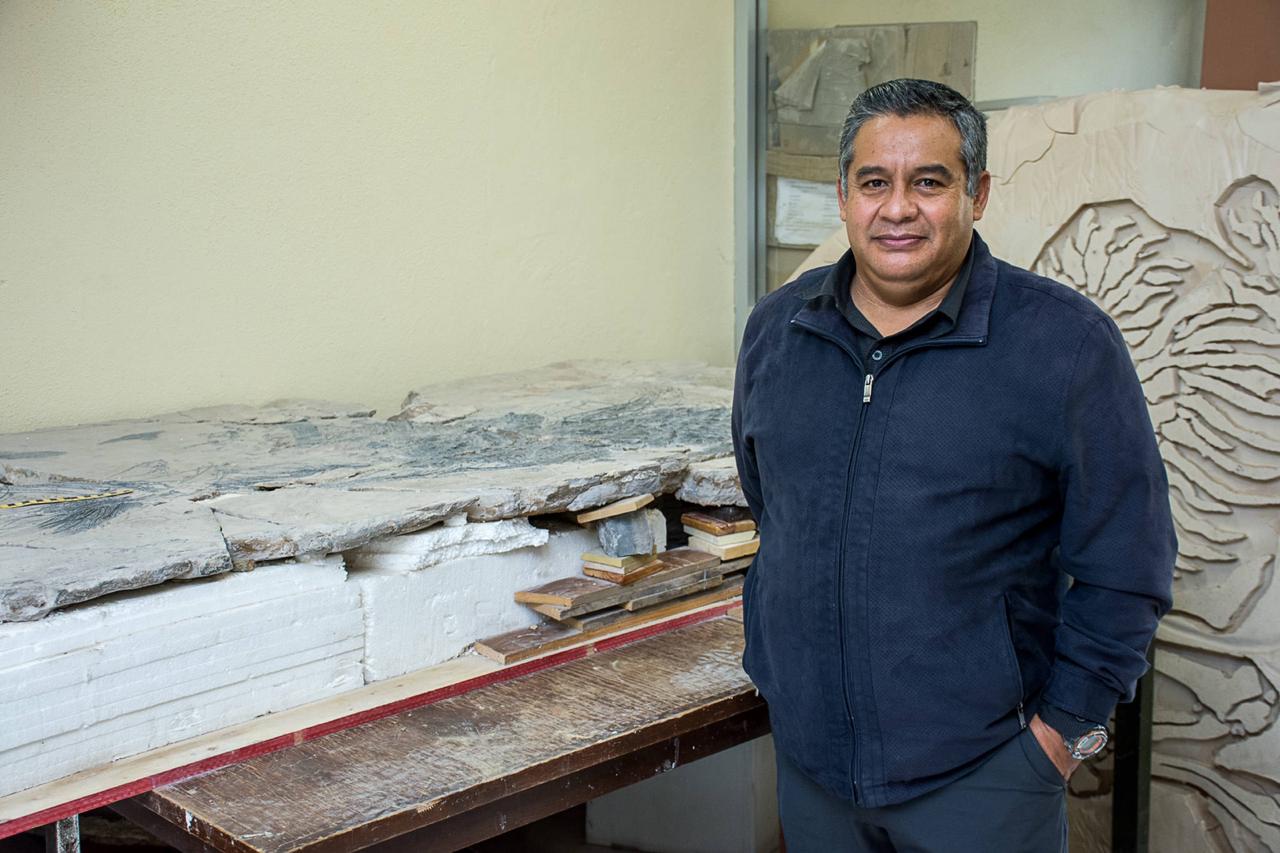 UASLP Alberga En Laboratorio De Paleontología, Pez De 150 Millones De ...